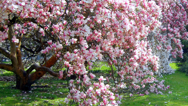 Gardens of Prague